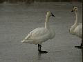 고니(Trumpeter Swan ?)
